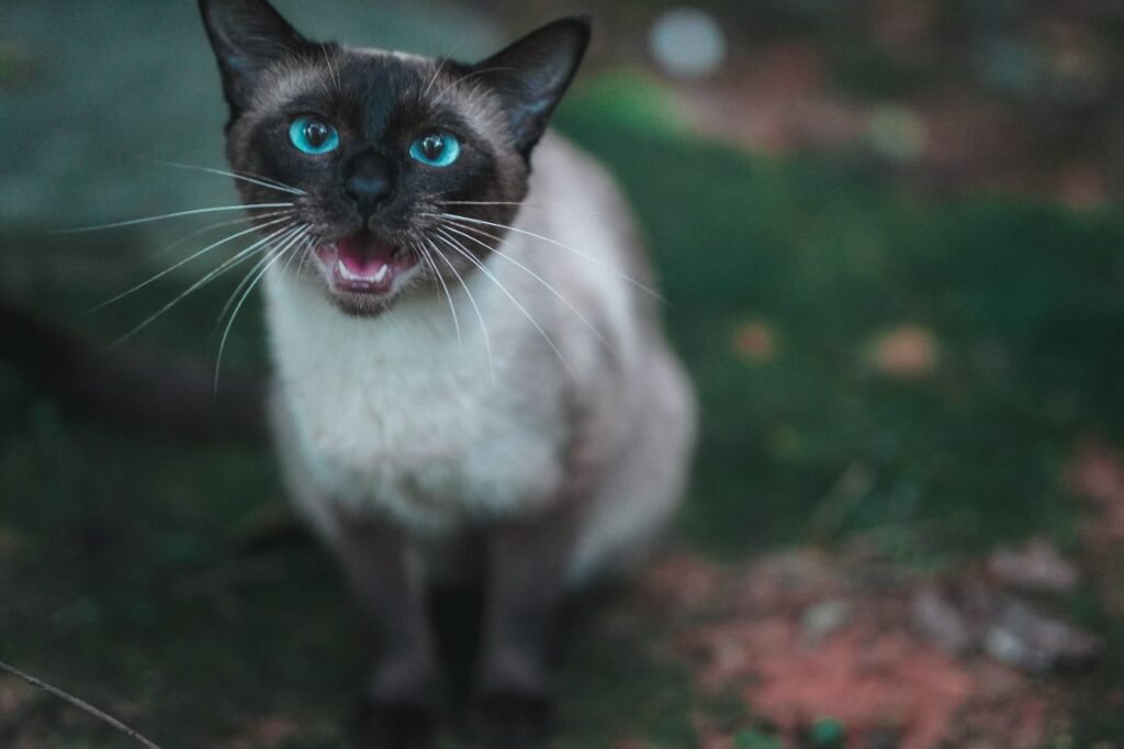 siamese cat meowing