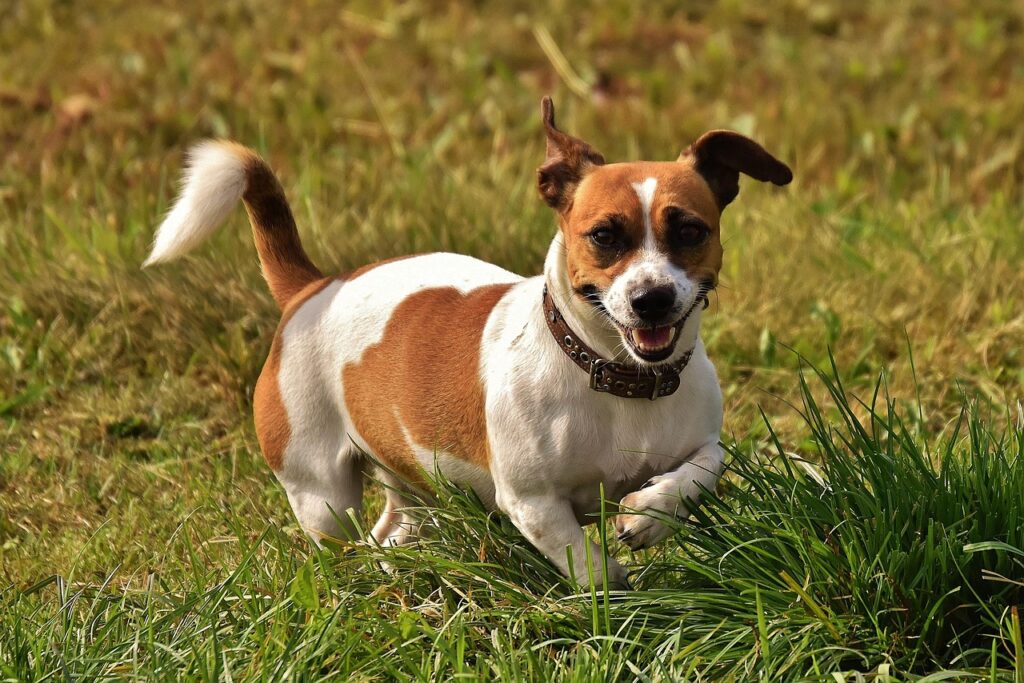 jack russell terrier in a field
