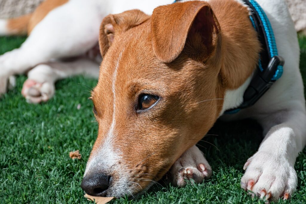 Sad dog