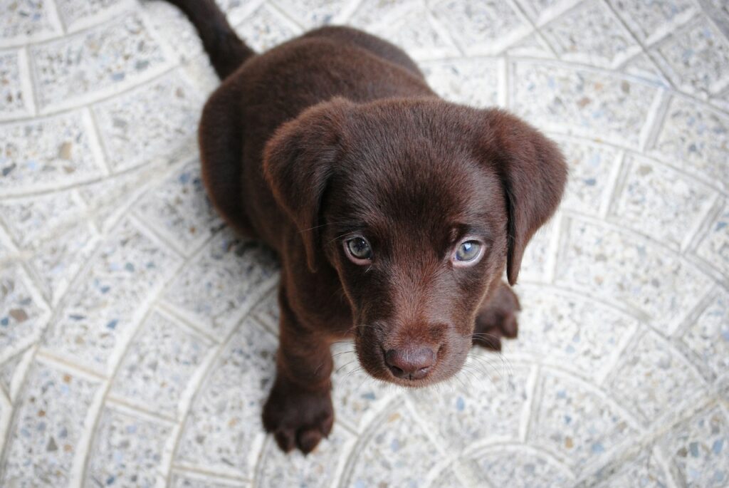 Labrador pup