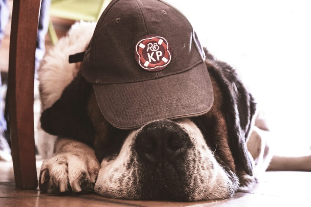 Saint Bernard Sleeping