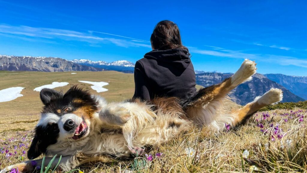 australian shepherd with person