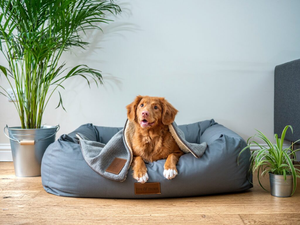 dog sitting on pillow