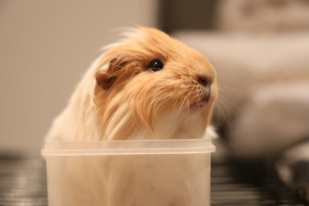 Guinea pig
