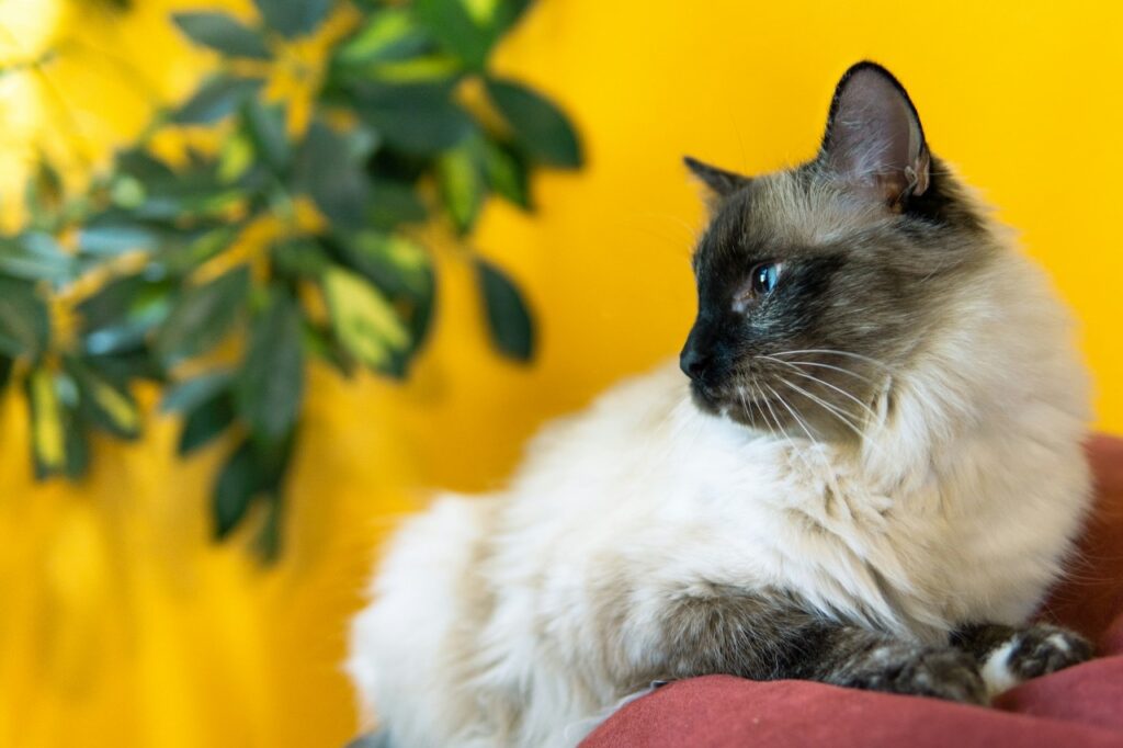Birman Cat