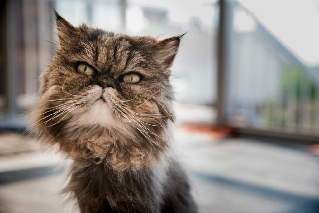 Persian Cat
