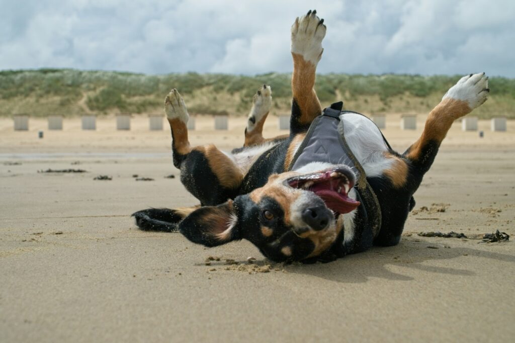 Dog Rolling on a sand beach