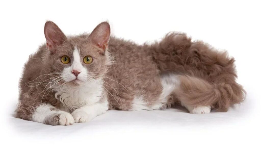 Laperm cat