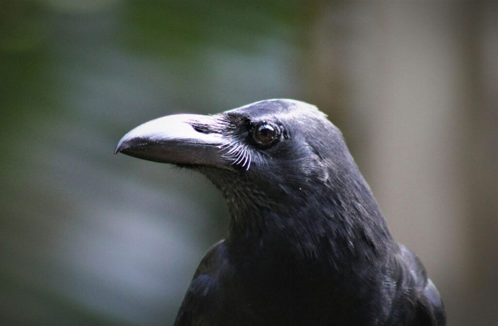 crow close up