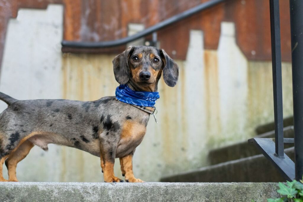 dacshund dog