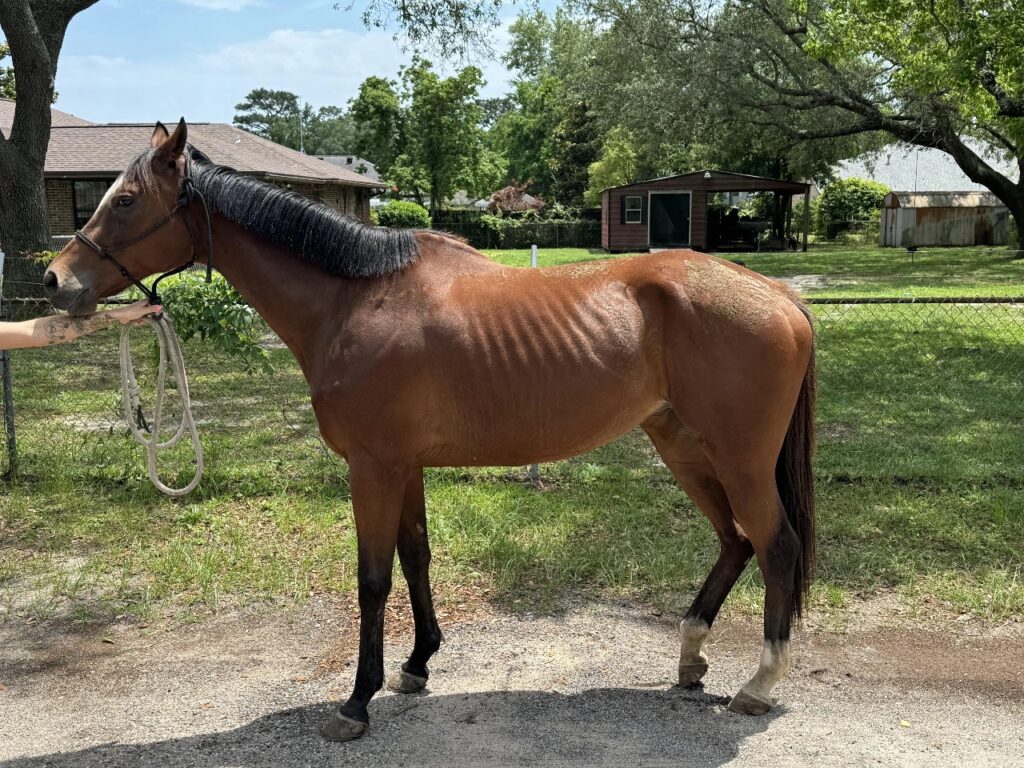 Horse lameness