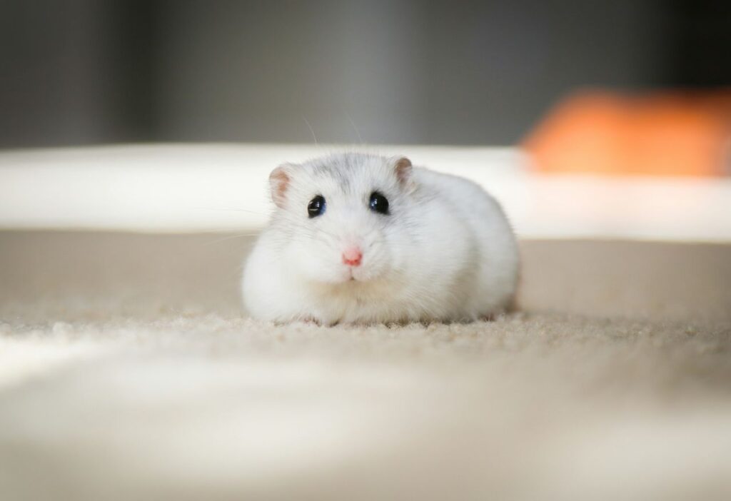 white mouse on carpet