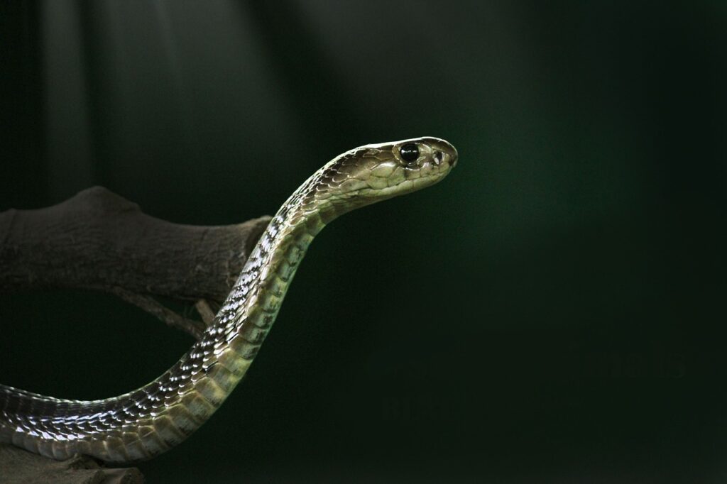 king cobra