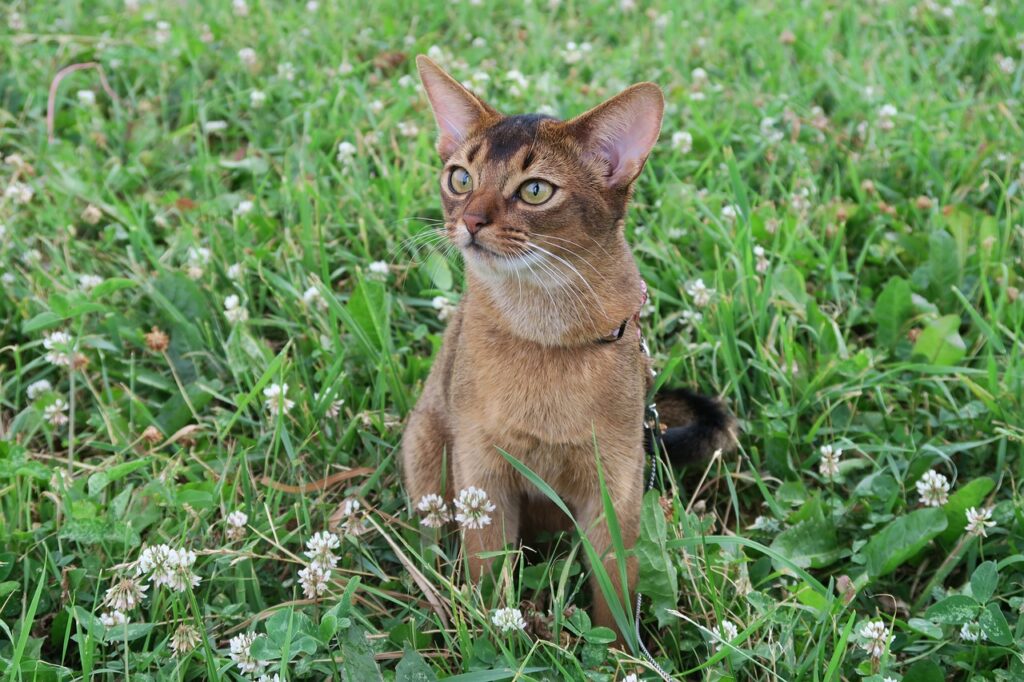 abyssinian cat on grass