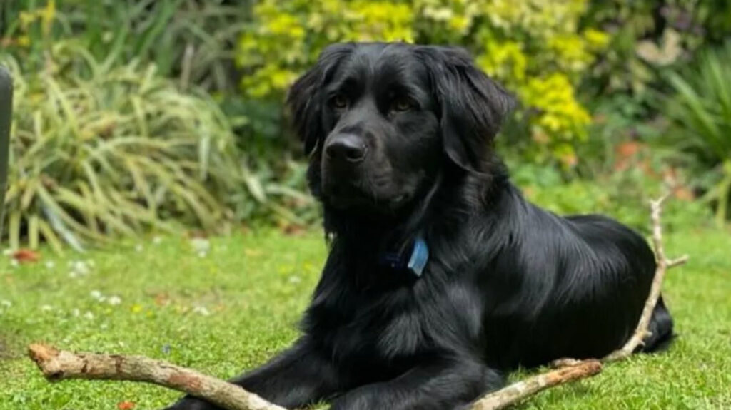 A Calm Golden Shepherd