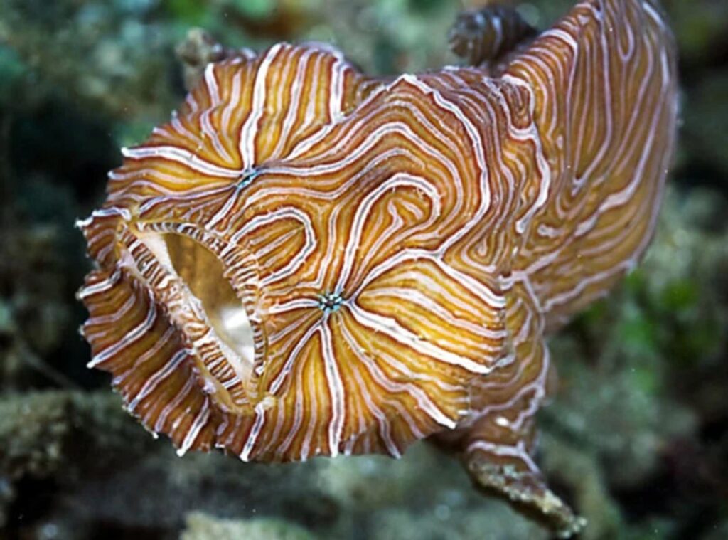 The psychedelic frogfish