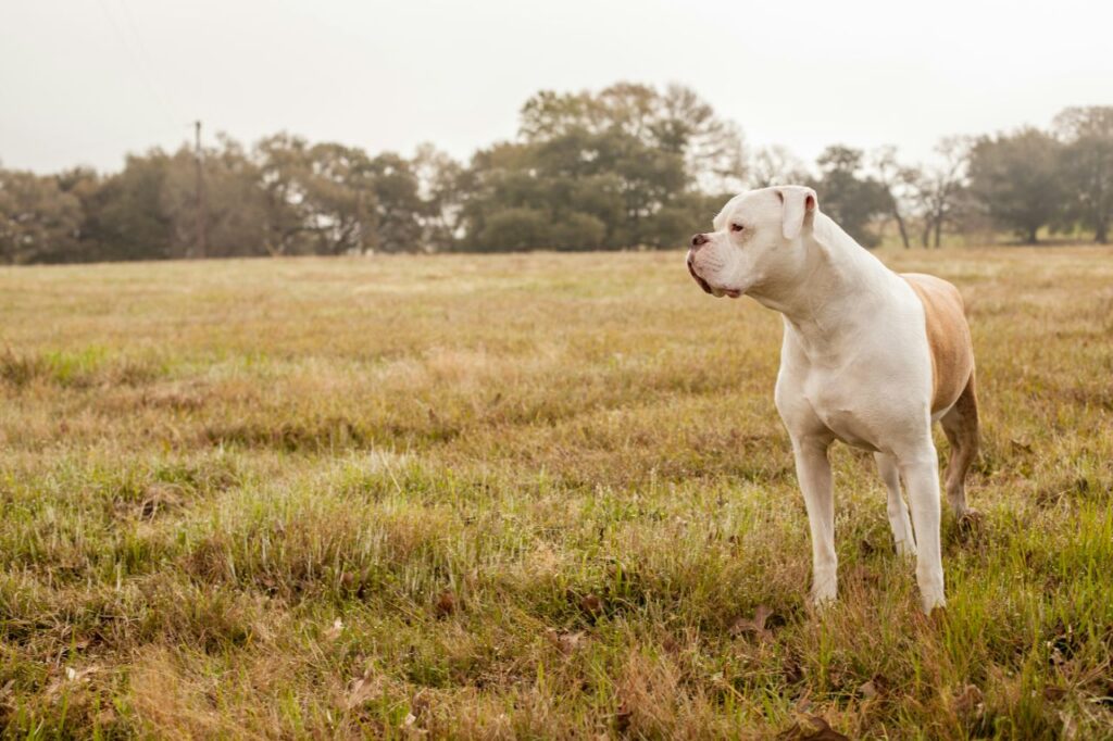 american bulldog in a field