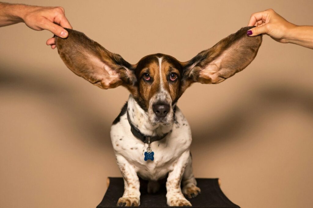 basset hound with big ears