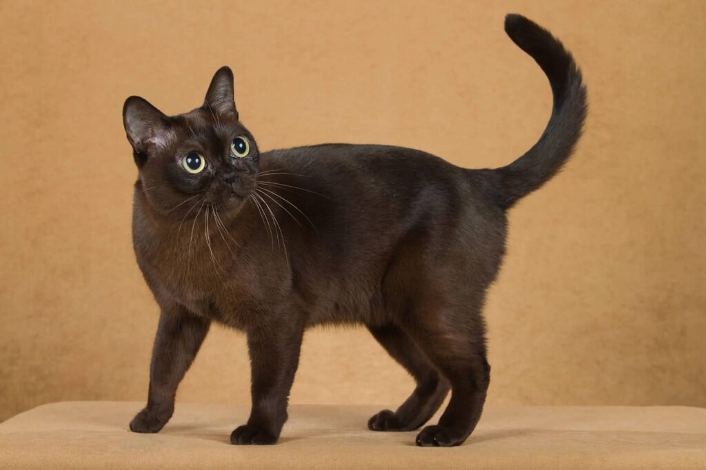 Black Burmese cat