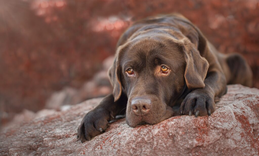 labrador retriever lying on stone