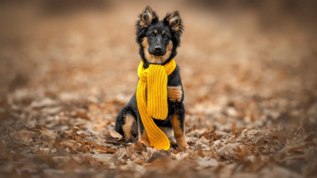 Bohemian Shepherd in fall