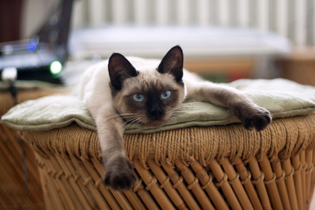 A Siamese cat resting