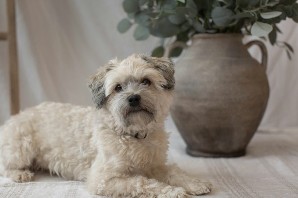 Havanese dog