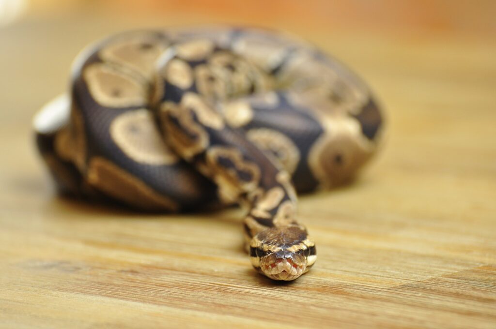 ball python