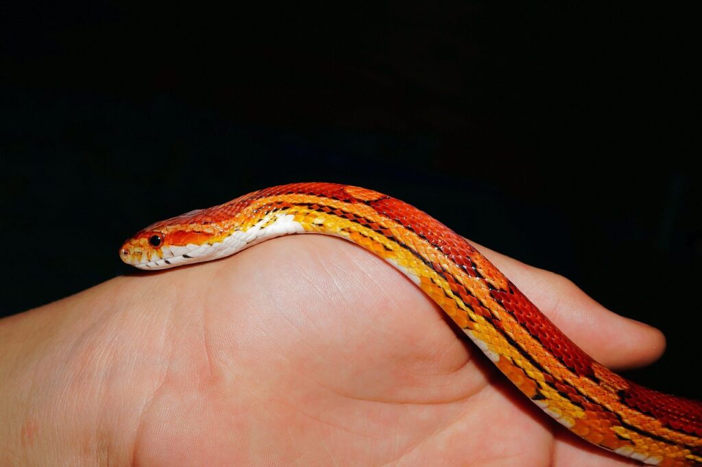 corn snake on hand