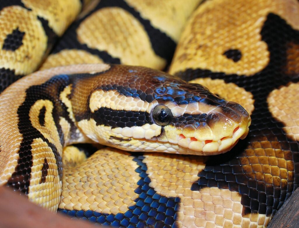ball python