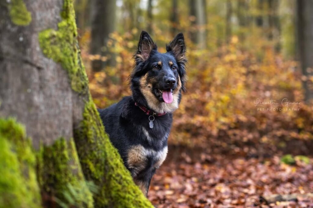 Bohemian Shepherd next to a tree