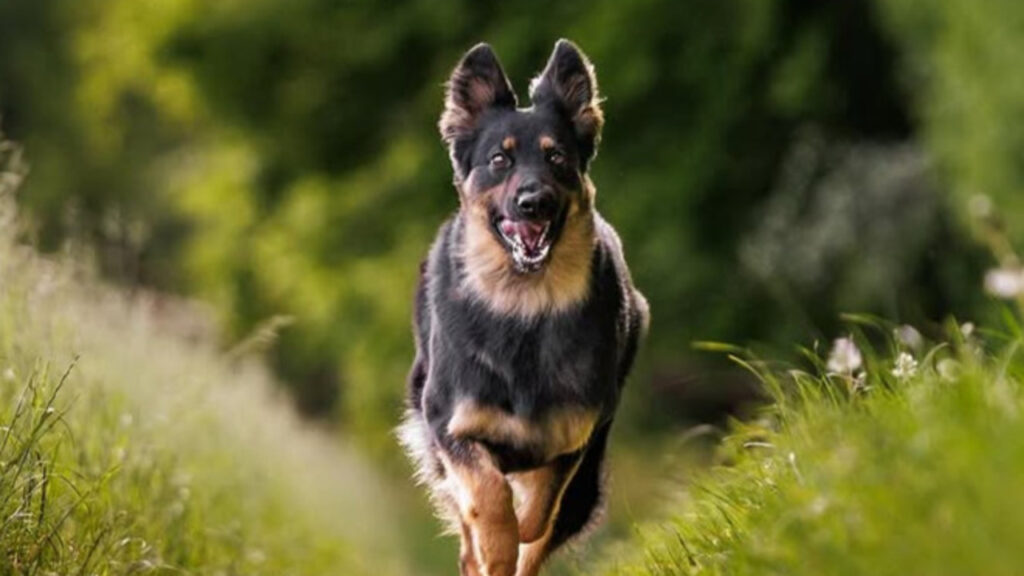 Bohemian Shepherd on the run