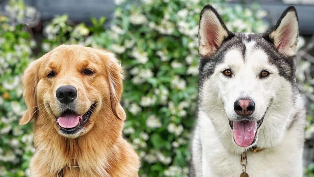 Golden retriever and husky