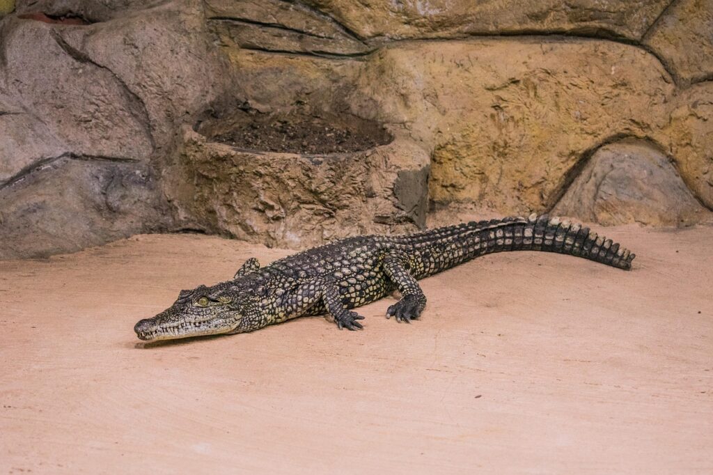 alligator