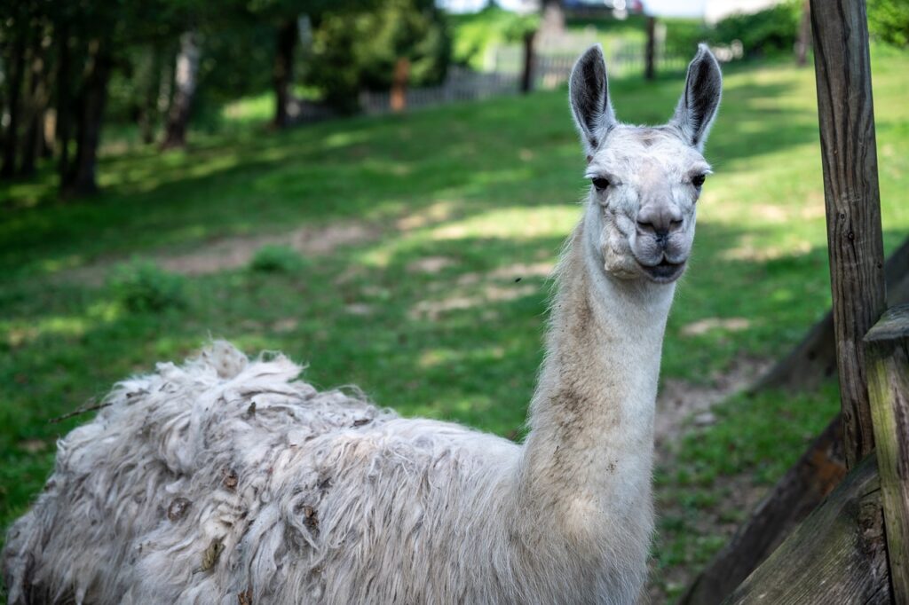 llama