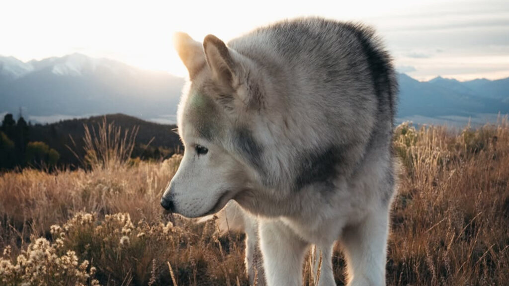 closeup of Loki the wolfdog