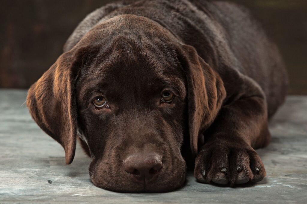 labrador retriever staring