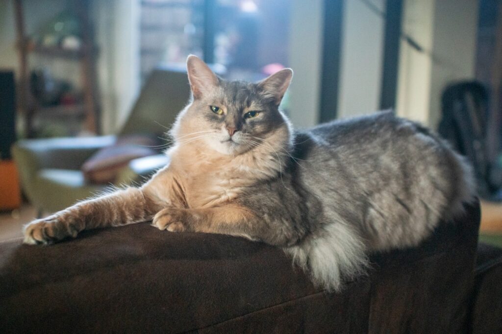 Somali Cat