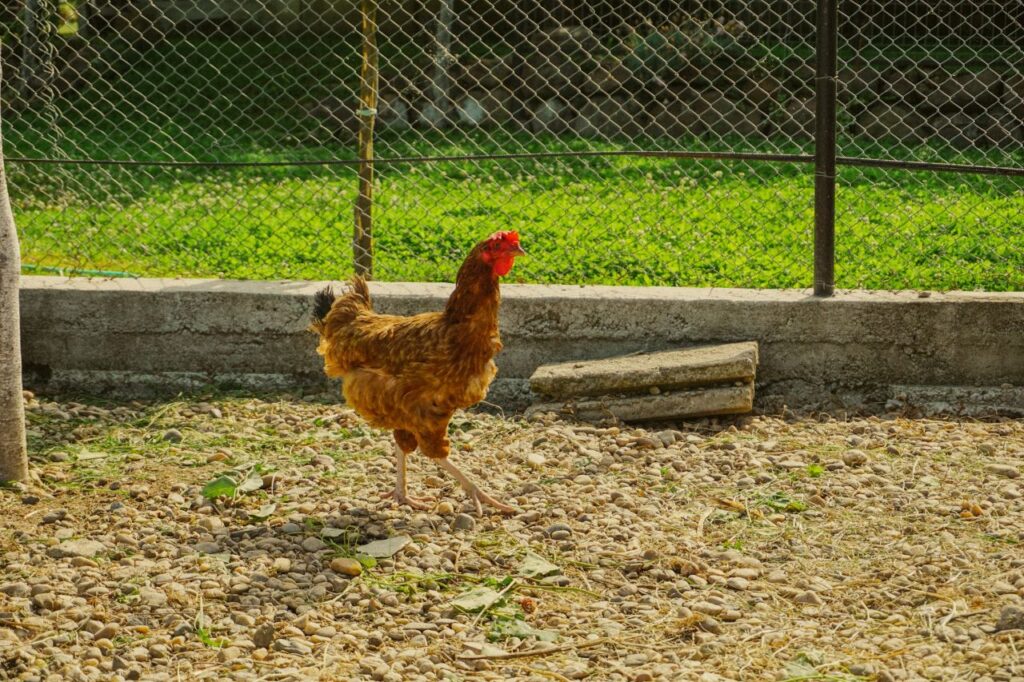 chicken inside a large coop