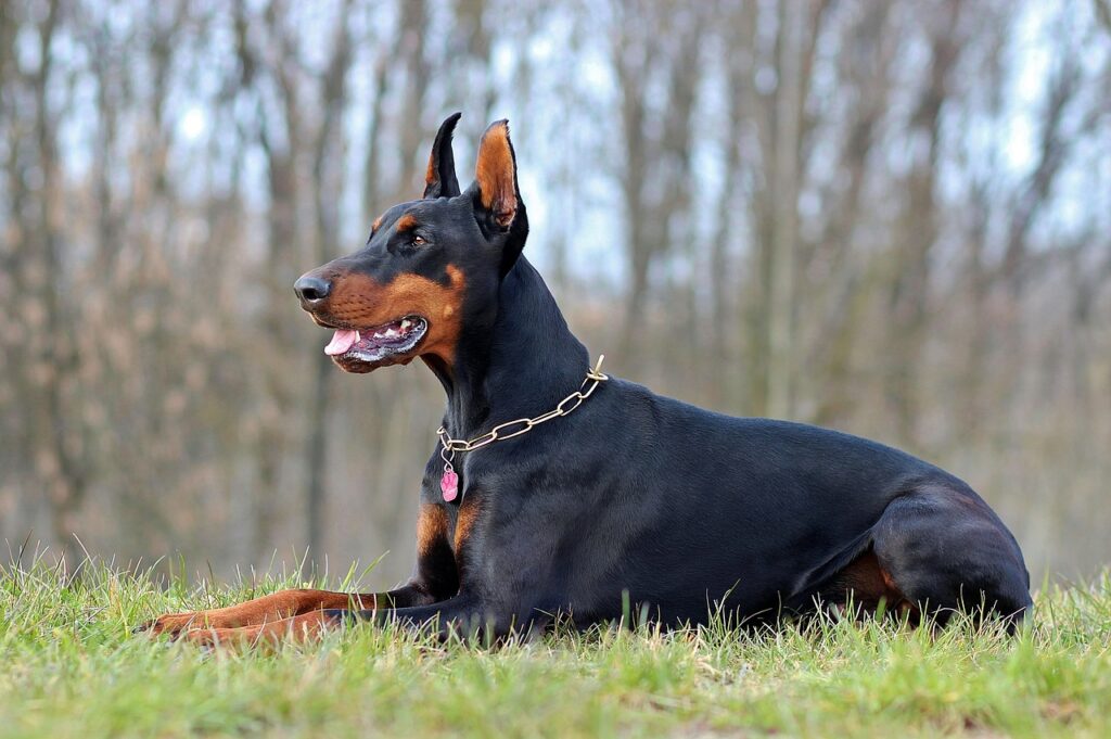 doberman dog lying on grass