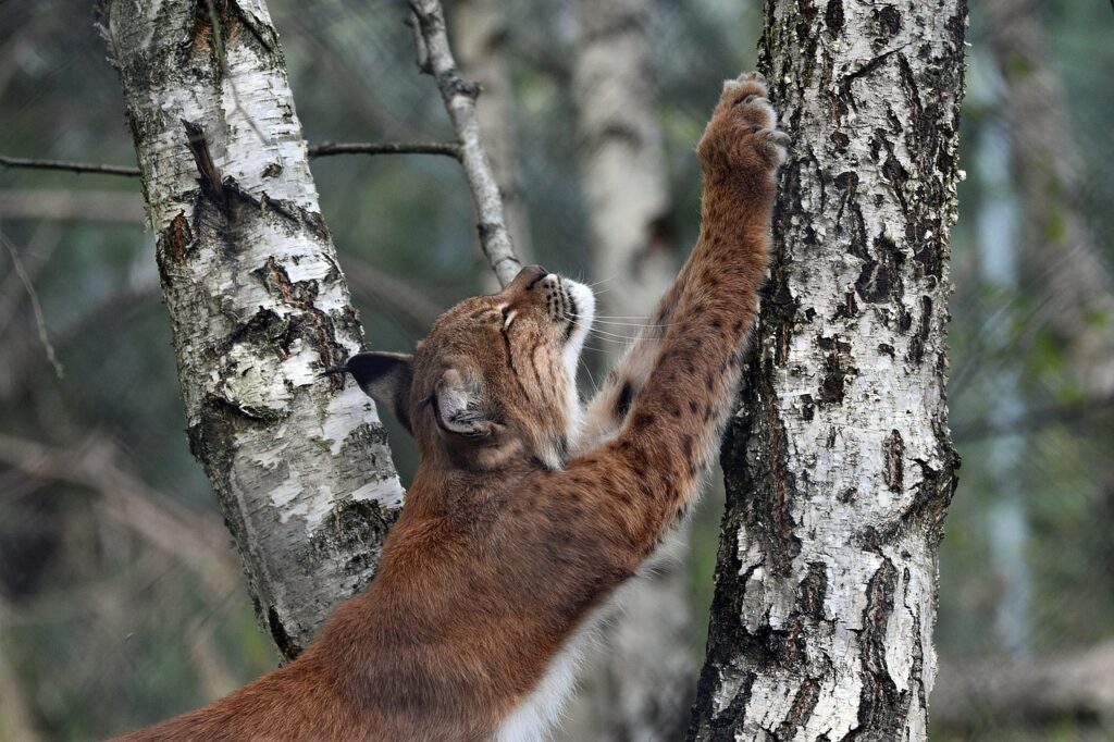lynx scratching tree
