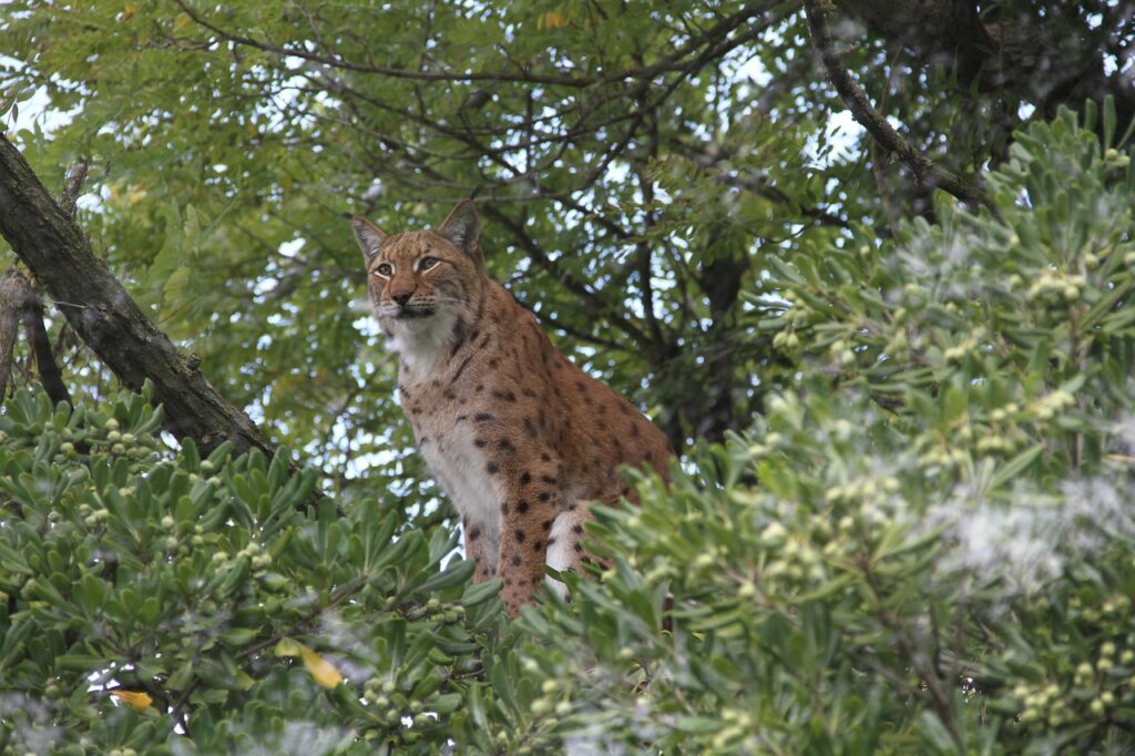 lynx on a tree