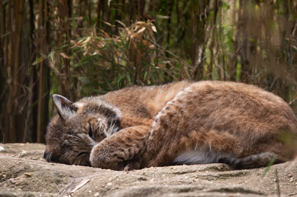 lynx curled up