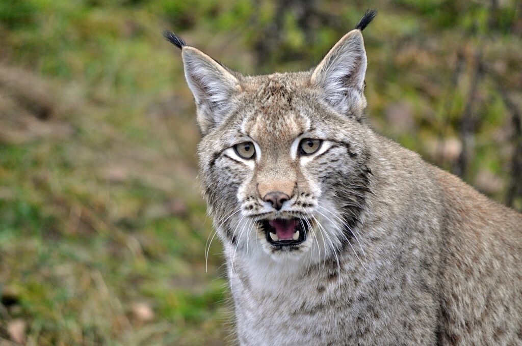 lynx