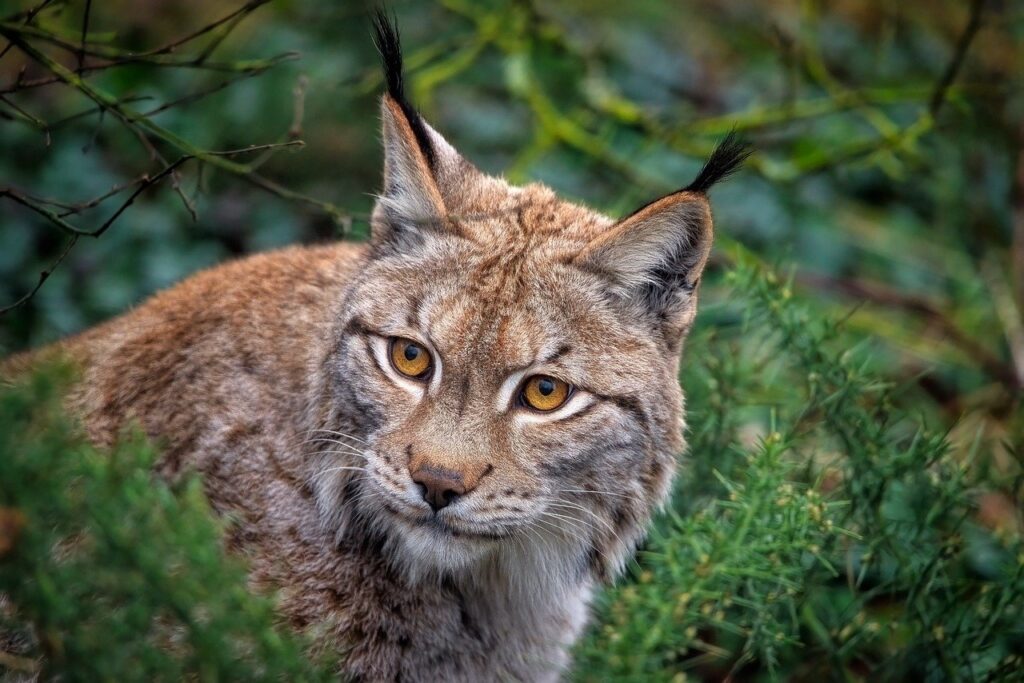 lynx lurking