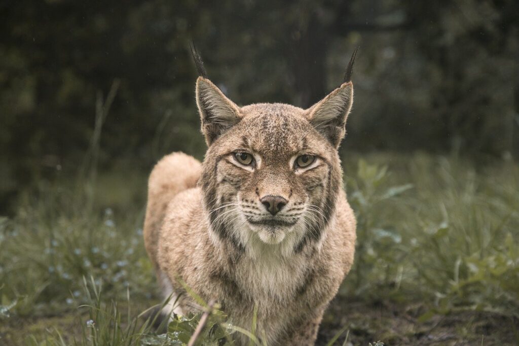 lynx