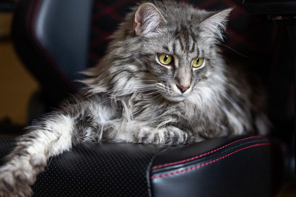 maine coon