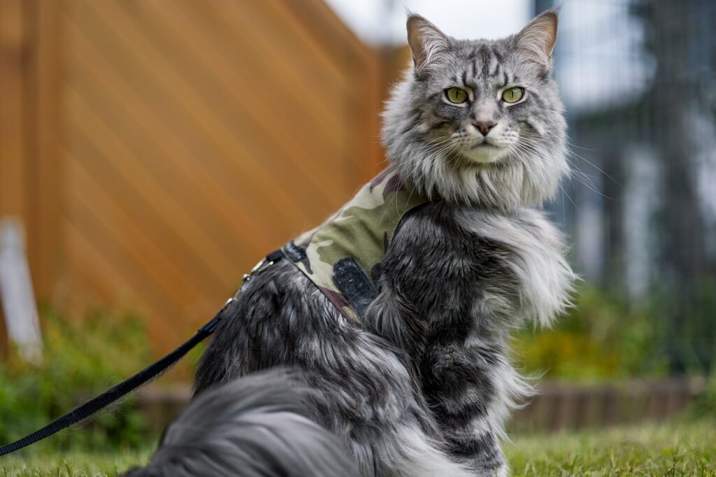 maine coon