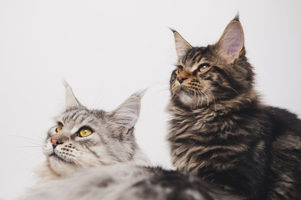 maine coon