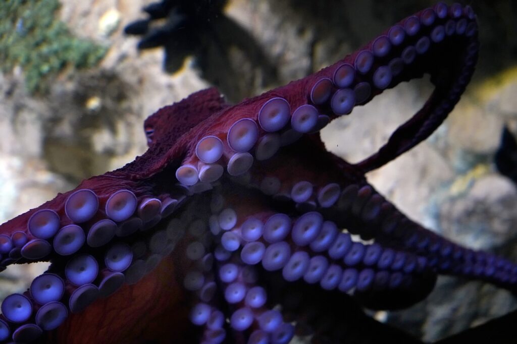 An Octopus in an Aquarium